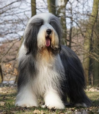 Étalon Bearded Collie - CH. The last tango in paris de Chester