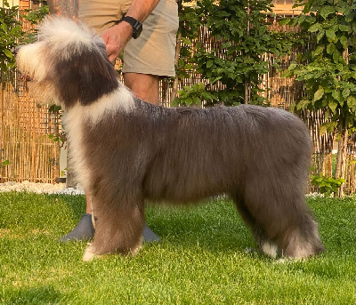 Étalon Bearded Collie - Anastasia de Chester