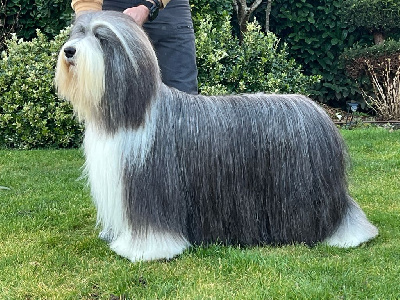 Étalon Bearded Collie - CH. Signature de Chester