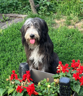 Étalon Bearded Collie - Victoria queen Des Compagnons Du Bonheur