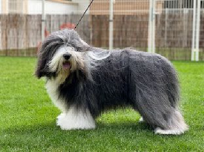 Étalon Bearded Collie - CH. menander Spirit of ecstasy