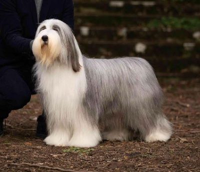 Étalon Bearded Collie - CH. Un point c'est toi de Chester
