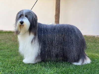Étalon Bearded Collie - CH. Rouge baiser de Chester