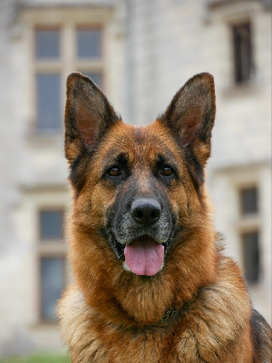 Étalon Berger Allemand - Reine (Sans Affixe)