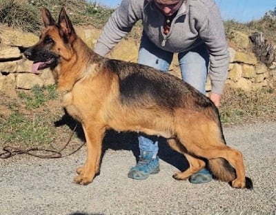 Étalon Berger Allemand - Shelby Des terres de peyrière
