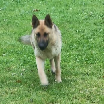 Étalon Berger Allemand - Sara des Légendaires Vanova