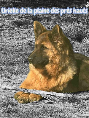 Étalon Berger Allemand - Urielle Du Marais Des Loups De Givre