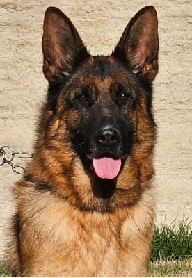 Étalon Berger Allemand - Rosy du tisserand du breuilh