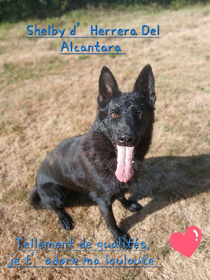 Étalon Berger Allemand - Shelby D'Herrera Del Alcantara
