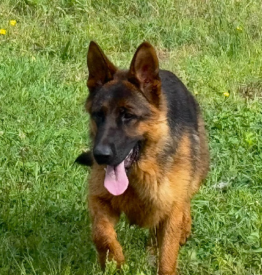Étalon Berger Allemand - Vwashoes De La Tribu Des Plaines