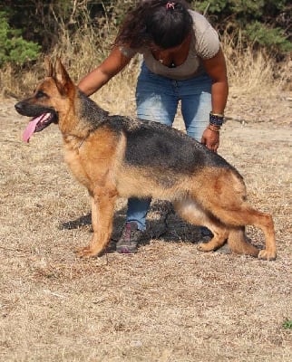 Étalon Berger Allemand - Vany du Chemin du Torrent