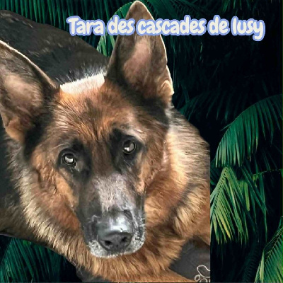 Étalon Berger Allemand - Tara Du Marais Des Loups De Givre