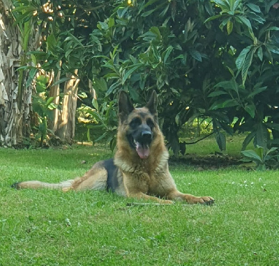 Étalon Berger Allemand - Too much des contes de Gwelane
