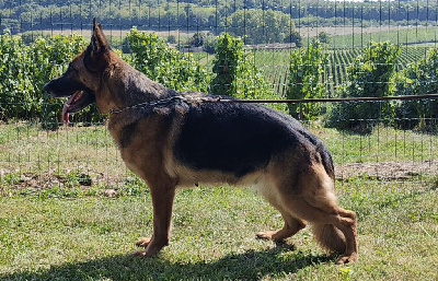 Étalon Berger Allemand - CH. Rizette des Terrils du Ch’ti