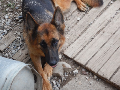 Étalon Berger Allemand - Sisca De la Maison des Jeunes