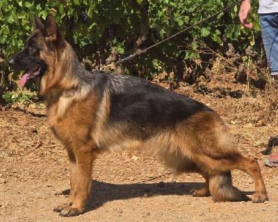 Étalon Berger Allemand - V.i.p Di Voghenza