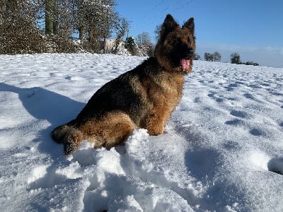 Étalon Berger Allemand Poil Long - Tyna du domaine de feu Of Beauty Black Demon