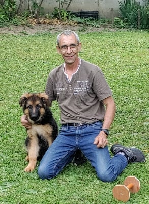 Étalon Berger Allemand Poil Long - Aramis du domaine de Locus