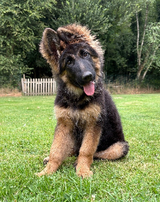 Étalon Berger Allemand Poil Long - Légitime Démence Apple