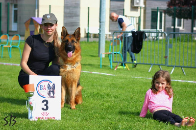 Étalon Berger Allemand - Shippie Du Montgison