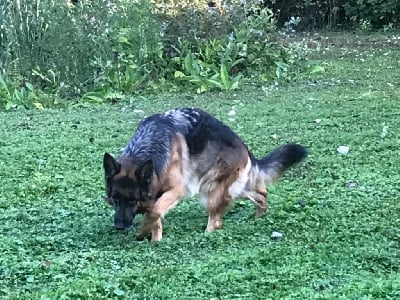 Étalon Berger Allemand - Zelda vom augrund