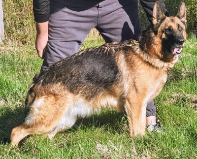 Étalon Berger Allemand - Ruby Of Pride Winners