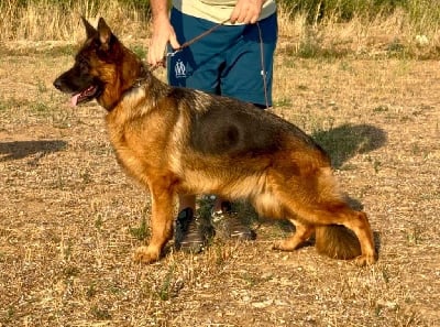 Étalon Berger Allemand - Roccapina U´tesla