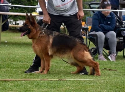 Étalon Berger Allemand - Patchy Von Haus Kenzy