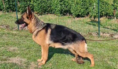 Étalon Berger Allemand - CH. Des marais d'elesmes Tunis