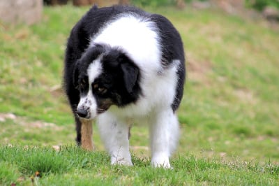 Étalon Berger Australien - dizzy marble Cause i am stylish