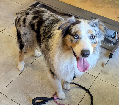 Étalon Berger Australien - Volt (Sans Affixe)