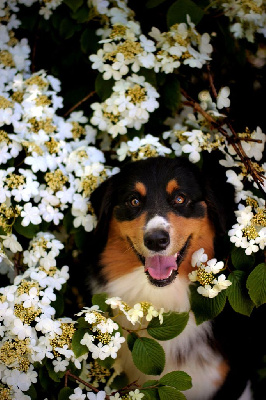 Étalon Berger Australien - Toon donkey's spirit du temple de Palés