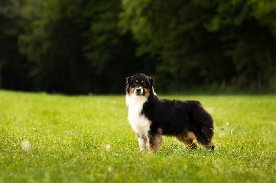Étalon Berger Australien - Vixen squeeze it De La Tour Brune