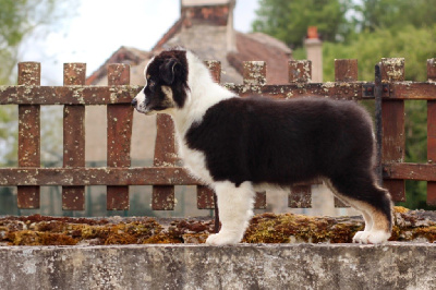 Étalon Berger Australien - American girl Di Bellu Soniu