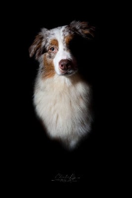 Étalon Berger Australien - Utah dit junot (Sans Affixe)