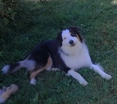 Étalon Berger Australien - Ursa dit apy (Sans Affixe)