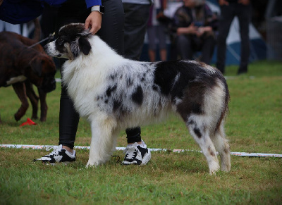 Étalon Berger Australien - Valeria Du Domaine De La Canurie
