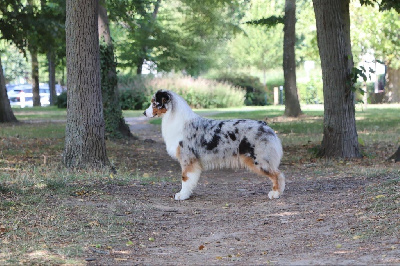 Étalon Berger Australien - Vicky's secret Di Bellu Soniu