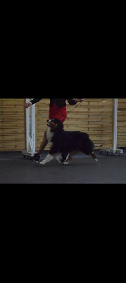 image de Teddy totem