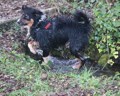Étalon Berger Australien - Soka Des Highlands Du Sud