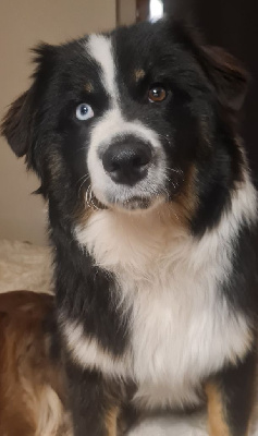 Étalon Berger Australien - Una (Sans Affixe)