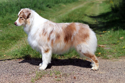 Étalon Berger Australien - Upside des Ancêtres Sauvages