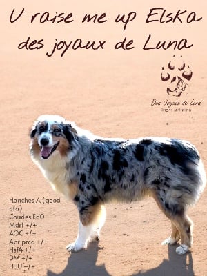 Étalon Berger Australien - U raise me up elska Des Joyaux De Luna