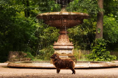Étalon Berger Australien - The lion king tennessee The Legends Of Life