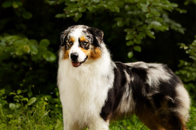 Étalon Berger Australien - rockin mj Catching fire at keona