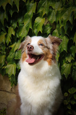 Étalon Berger Australien - Seïa La Légende D’Onikatan