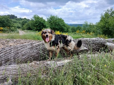 Étalon Berger Australien - Voxie Des Assards De Pierregourde