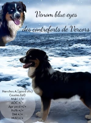 Étalon Berger Australien - Venom blue eyes Des Contreforts Du Vercors