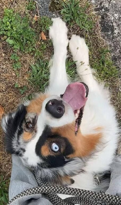 Étalon Berger Australien - Volt (Sans Affixe)