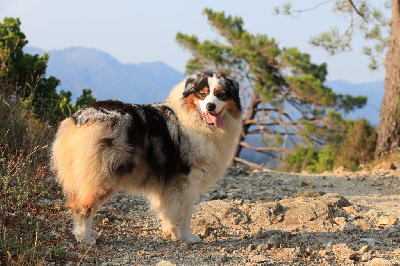 Étalon Berger Australien - Unité d'amour dite unore De L'Aussie Happy